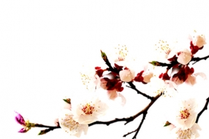 白色杏花