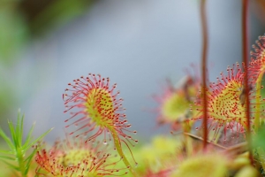  drosera 植物 滴 宏 模糊 4k壁纸 3840x2160