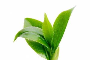 新鲜茶叶嫩芽