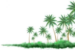 热带植物 椰子树