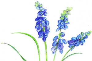 水彩手绘葡萄风信子插画素材