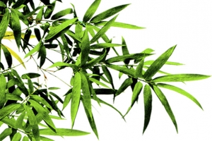 绿色环保促销装饰竹叶