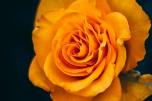 玫瑰 花 黄色 绽放 特写 4k壁纸 3840x2160