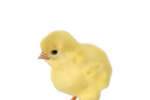 黄色小鸡