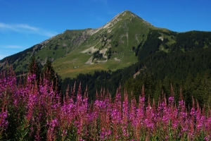 花 花序 山 坡 草 树 4k壁纸 3840x2160