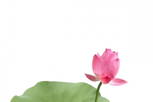 荷花摄影图片