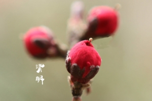 春天 四月 清明节 青团 海报 背景25