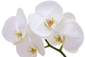 白花、蝴蝶兰
