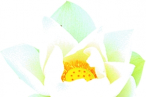 白色淡雅花朵清新