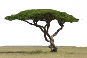 美丽的绿草地