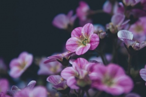 天竺葵 花 紫色 开花 植物 装饰 4k壁纸 3840x2160
