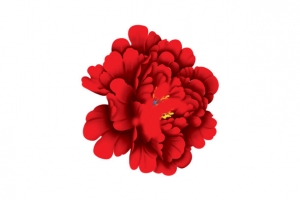 大红牡丹花