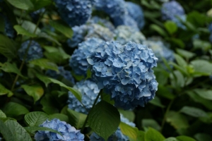 绣球花 花 花序 叶子 4k壁纸 3840x2160