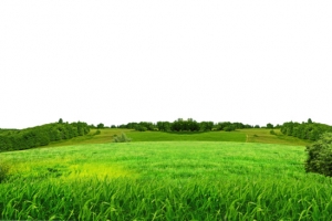 绿色草地