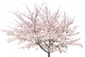 樱花树免抠图片