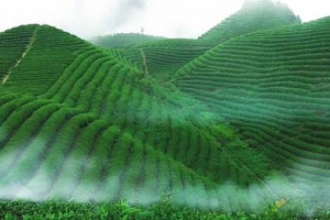 茶叶梯田