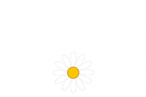 花朵 小雏菊 手绘 装饰