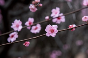 梅花高清风景 4K壁纸 3840x2160
