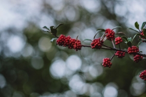  rowanberry 浆果 树枝 bokeh 模糊 4k壁纸 3840x2160