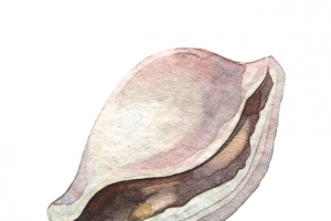 插画风格画贝壳海洋生物