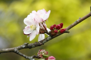 苹果树 花 花瓣 树枝 芽 宏观 4k壁纸 3840x2160