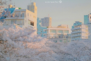 夕阳余晖落满樱花教学楼