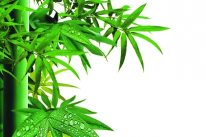 绿色清新竹叶风光端午