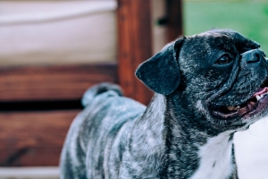  pug 狗 宠物 突出的舌头 有趣 黑色 4k壁纸 3840x2160