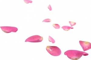 水滴散落玫瑰花瓣高清PNG透明漂浮元素设计素材免费下载