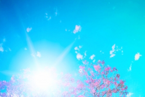 樱花节春游海报背景素材