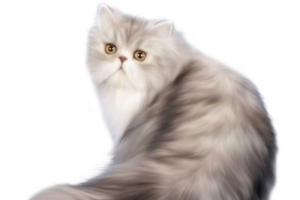 柔软猫毛