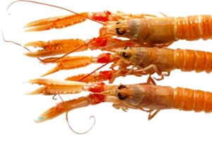 海鳌虾，虾，海鲜食品，海鲜