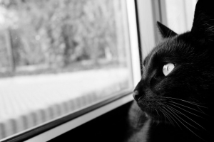 猫 黑白 黑猫 黑色 枪口 4k壁纸 3840x2160