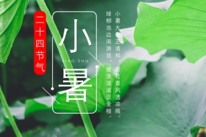 二十四节气小暑夏天荷花banner海报