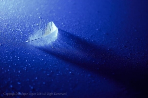 蓝色背景白色羽毛