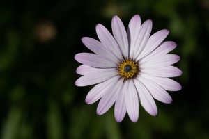  dimorphotheca ecklonis 花瓣 花 植物 4k壁纸 3840x2160