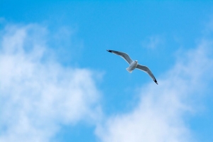 海鸥 飞行 鸟 天空 极简主义 4k壁纸 3840x2160