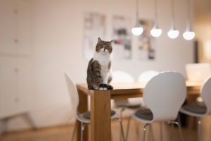 餐桌上的可爱猫咪图片