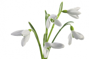 水仙花