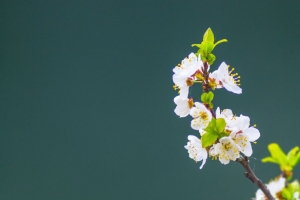 苹果树 花 花瓣 叶子 树枝 宏观 4k壁纸 3840x2160