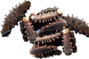 海鲜海参水产品高清PNG透明动植物动物设计素材免费下载