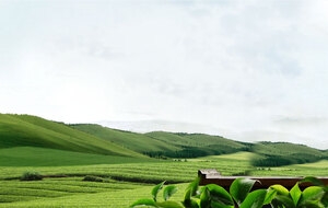 绿色大山茶叶背景矢量图片