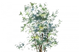 手绘桑树