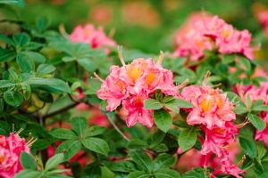 杜鹃花 花 叶 粉红色 春天 4k壁纸 3840x2160
