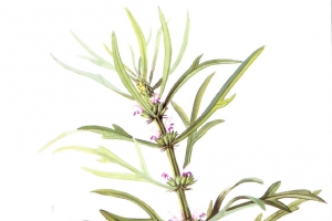 绿色叶子紫色小花益母草