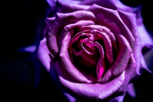 玫瑰 花 紫色 微距 花瓣 4k壁纸 3840x2160