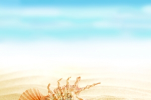 贝壳海星夏日背景