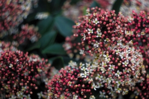  viburnum 浆果 花 花序 4k壁纸 3840x2160