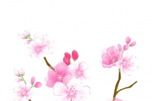 春天春季桃花杏花鲜花树叶