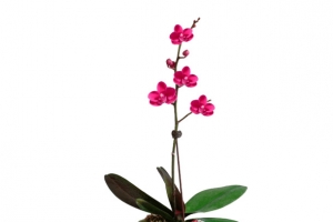精品蝴蝶兰鲜花